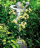 Эльф (плетистая), роза Тантау, Германия, фото 2