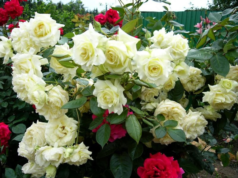 Эльф (плетистая), роза Тантау, Германия - фото 3 - id-p172718638