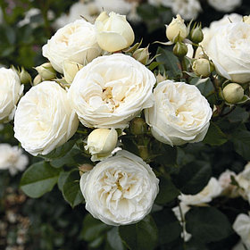 Артемис (кустовая), роза Тантау, Германия