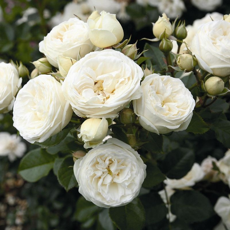 Артемис (кустовая), роза Тантау, Германия - фото 1 - id-p172718883
