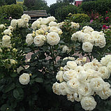 Артемис (кустовая), роза Тантау, Германия, фото 2