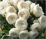 Артемис (кустовая), роза Тантау, Германия, фото 3