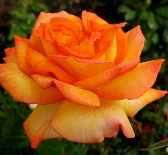 Сахара (кустовая), роза Тантау, Германия - фото 1 - id-p172718900