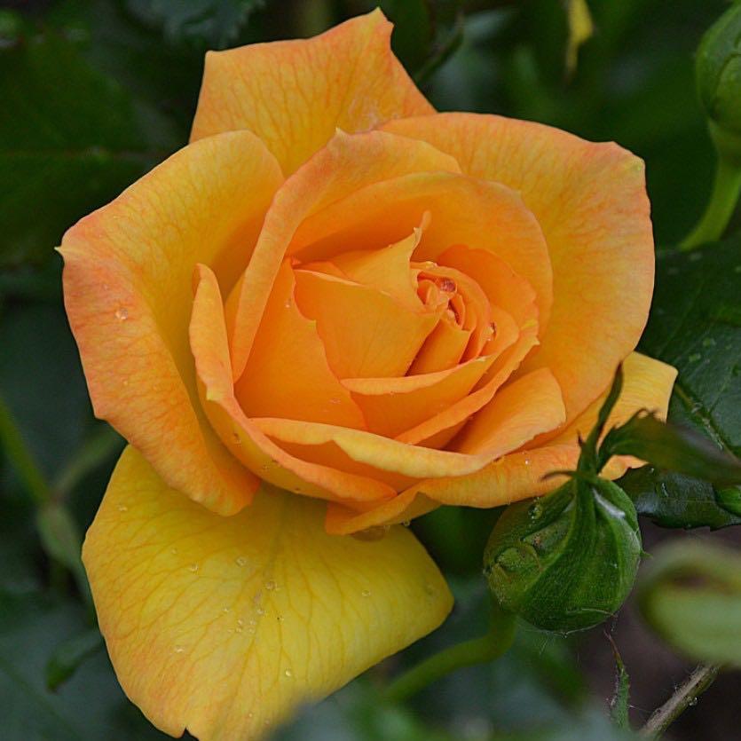 Сахара (кустовая), роза Тантау, Германия - фото 2 - id-p172718900