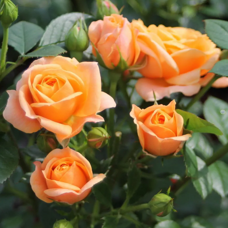 Бернштайн-Розе (флорибунда), роза Тантау, Германия - фото 1 - id-p172718980