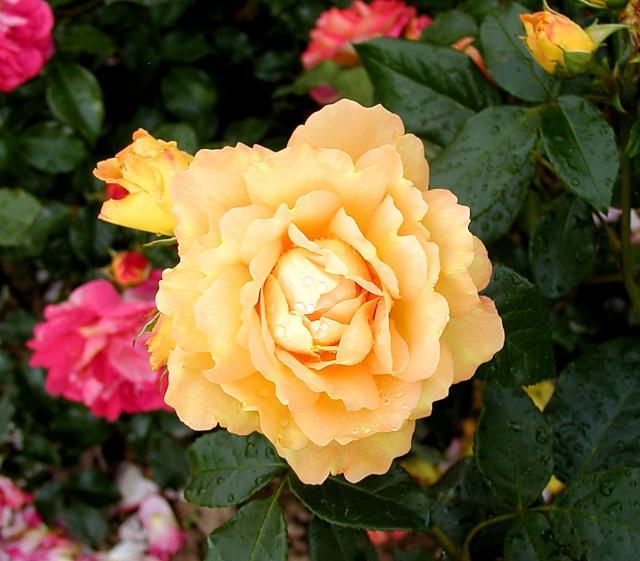 Бернштайн-Розе (флорибунда), роза Тантау, Германия - фото 3 - id-p172718980