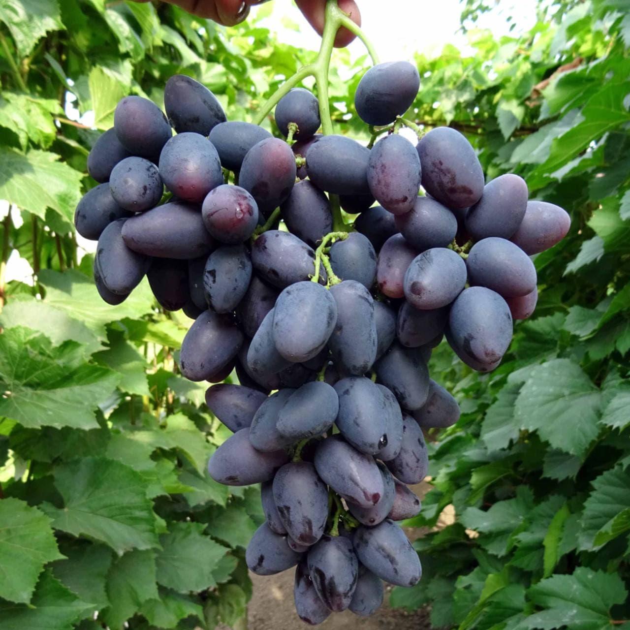 Саженец винограда сорт "Надежда Азос" - фото 1 - id-p173000669