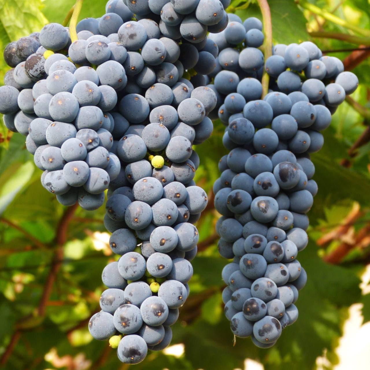 Саженец винограда сорт "Маршал Фош" - фото 1 - id-p173008270