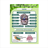 Стенд по биологии "Строение клетки" ( арт. 181.46)