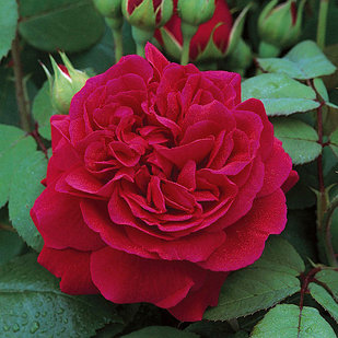 РОЗЫ. Товары и услуги компании "Питомник плодово-ягодных культур ...