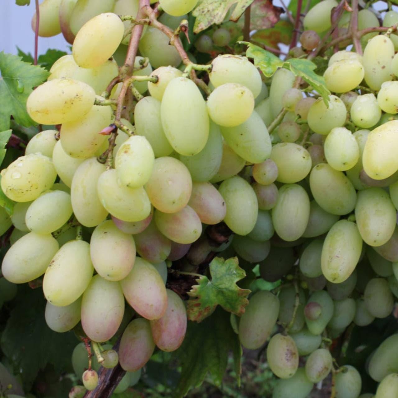 Саженец винограда сорт "Розовый Тимур"