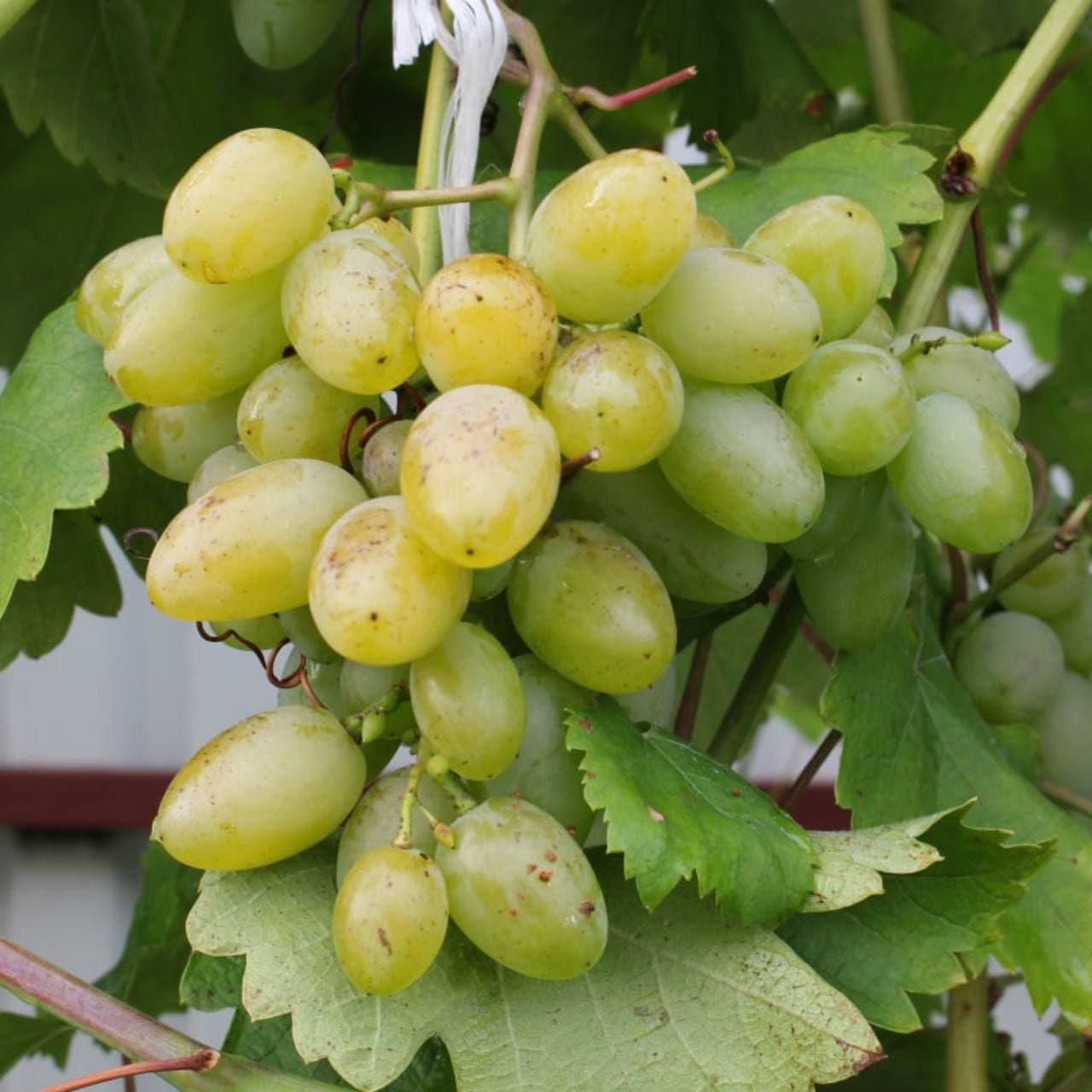 Саженцы винограда сорт "Белый Кокл" - фото 1 - id-p164291732