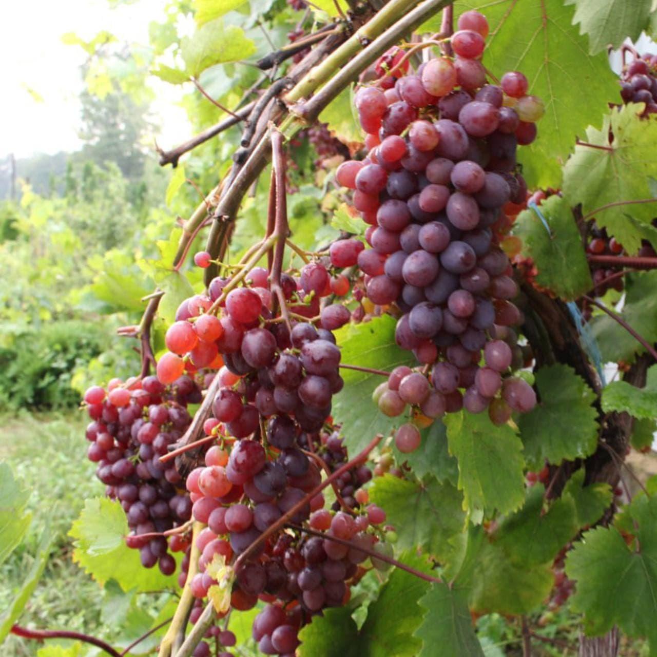 Саженец винограда сорт "КишМиш Запорожский" - фото 1 - id-p164290752