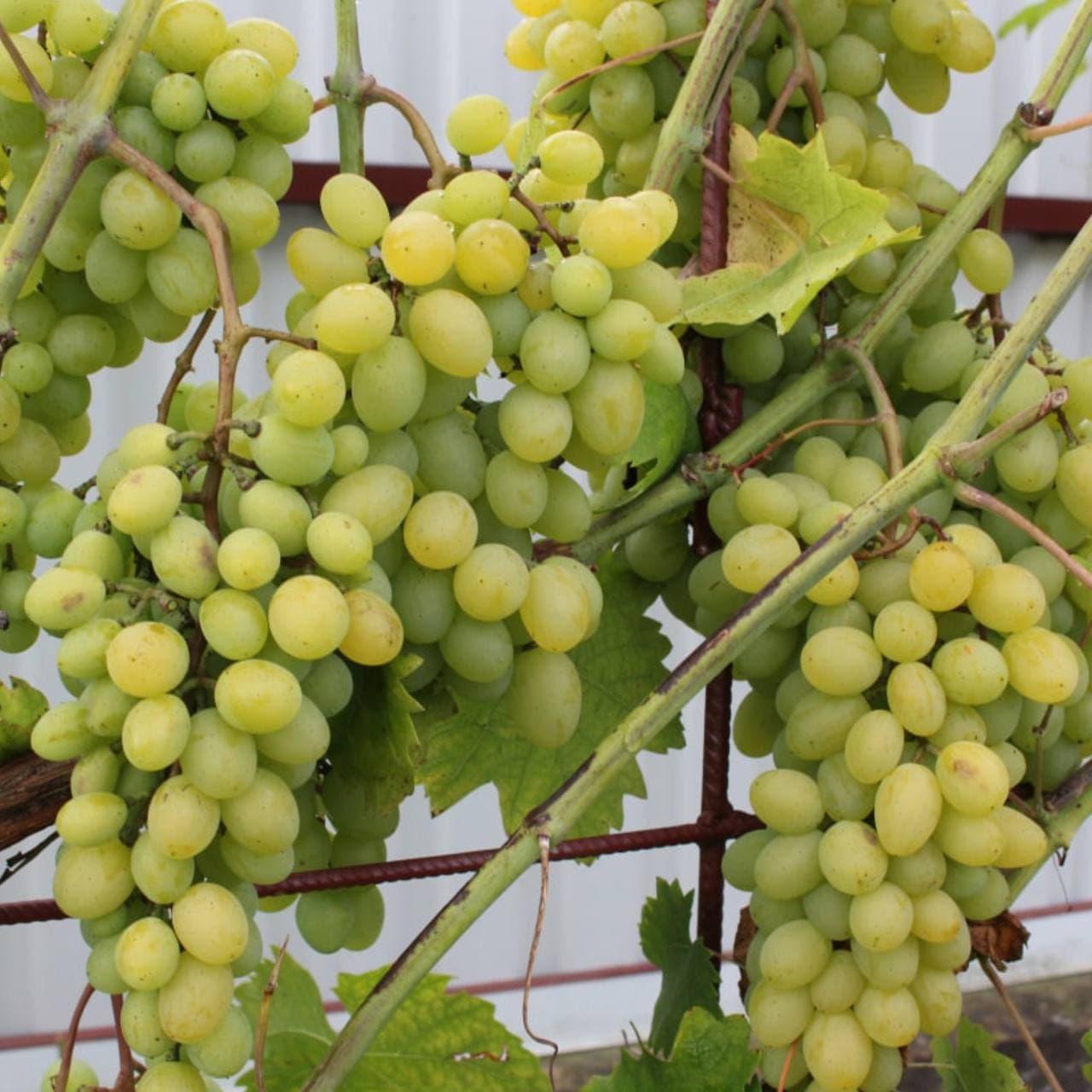 Саженец винограда сорт "Скарб Паннонии" - фото 1 - id-p164289197