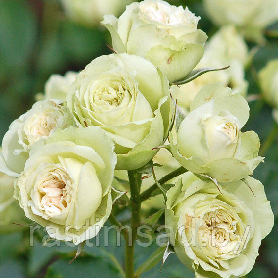 Роза Лавли Грин (Lovely Green) флорибунда