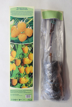 Саженец малины желтой, сорт "Абрикосовая", фото 2