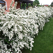 Спирея "Vanhouttei" (Вангутта)