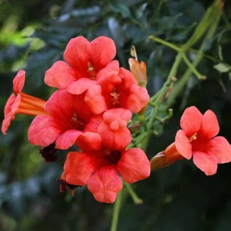 Кампсис "Flamenco", фото 2