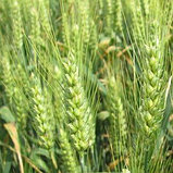 Семена Пшеница озимая сидерат (упаковка 0,5 кг) МССО, фото 2