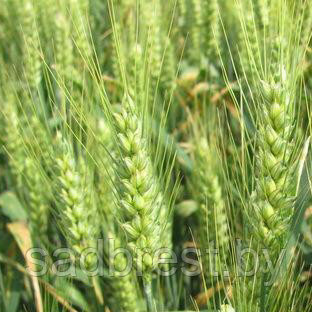 Семена Пшеница озимая сидерат (упаковка 0,5 кг) МССО - фото 2 - id-p173227961