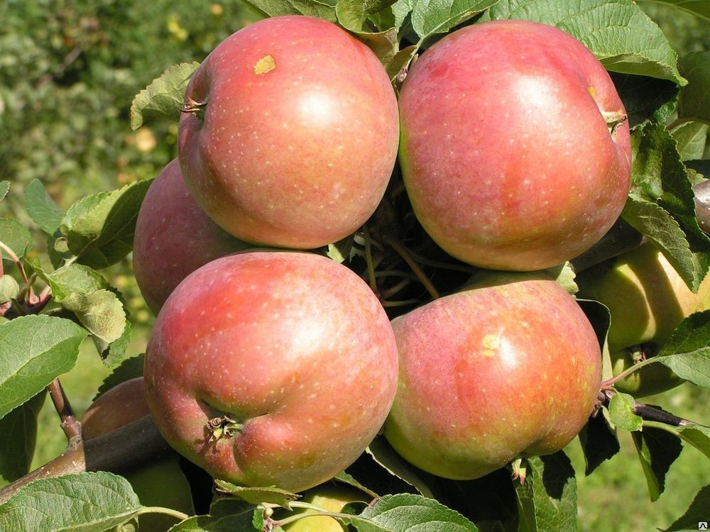 Саженец яблони сорт "Белорусское сладкое" (в контейнере, 3-4 года) - фото 1 - id-p173376715
