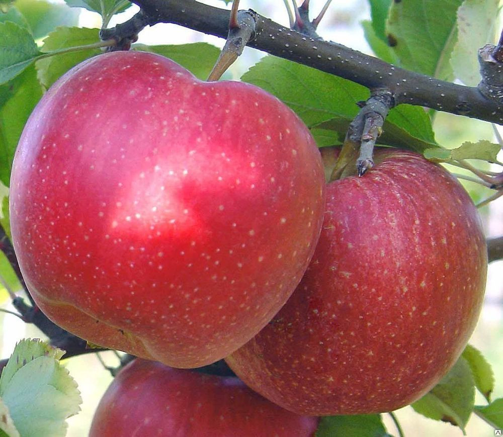 Саженец яблони сорт "Лигол" (в контейнере, 3-4 года) - фото 1 - id-p173379416