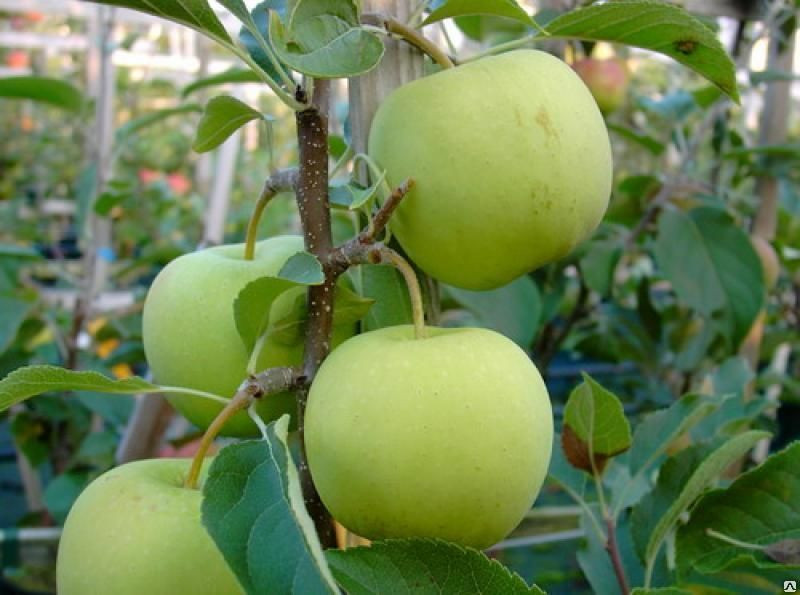 Саженец яблони сорт "Коштеля" (в контейнере, 3-4 года) - фото 1 - id-p173379422