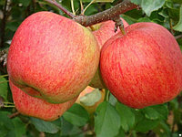 Саженец яблони, сорт "Чемпион" (в контейнере, 3-4 года)
