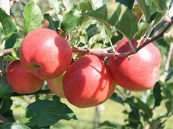 Саженец яблони, сорт "Джонагольд" (в контейнере, 3-4 года)