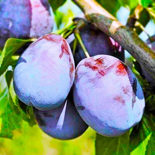 Саженец сливы, сорт "Амерс"