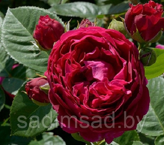 Роза чайно-гибридная Аскот (Ascot) - фото 1 - id-p173385905