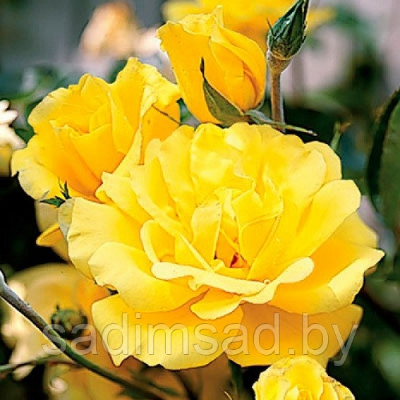 Роза плетистая Голден Шауерс (Golden Showers) - фото 1 - id-p173386912