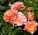 Роза плетистая Вестерленд (Westerland), фото 2