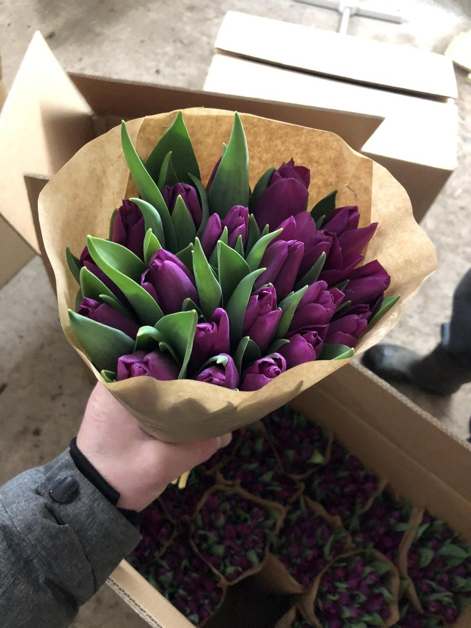 Тюльпаны  без упаковки (45-55 см)   15 шт