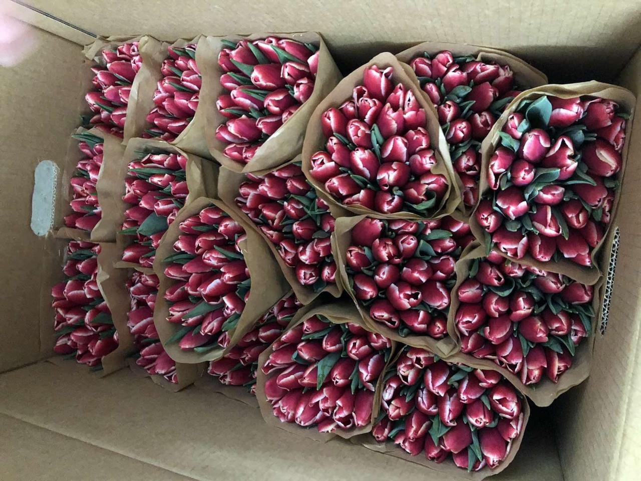 Тюльпаны без упаковки (45-55 см) (пачка по 15 шт. одного цвета) заказ от 30 пачек - фото 2 - id-p173405545