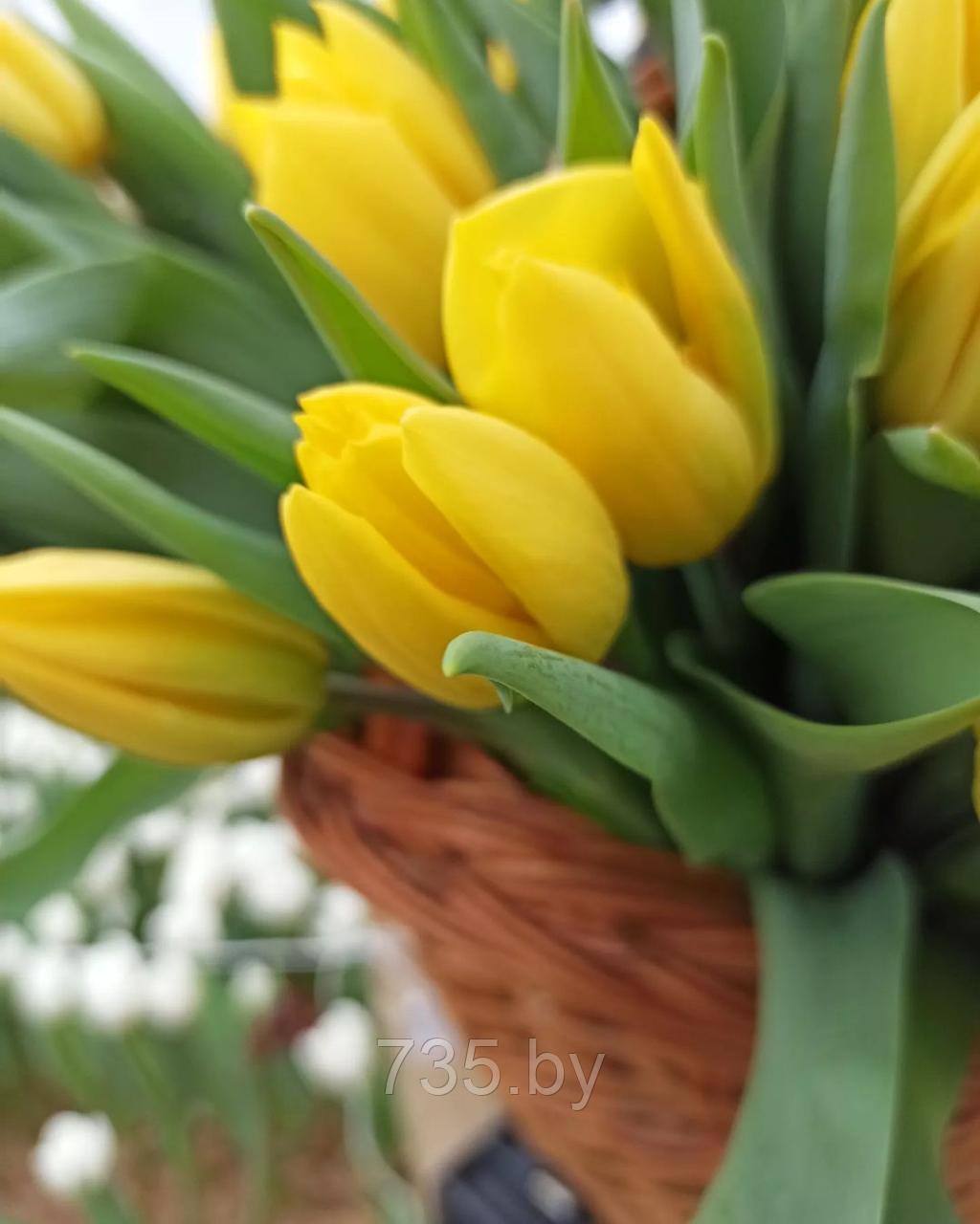 Живые тюльпаны - фото 4 - id-p173449903