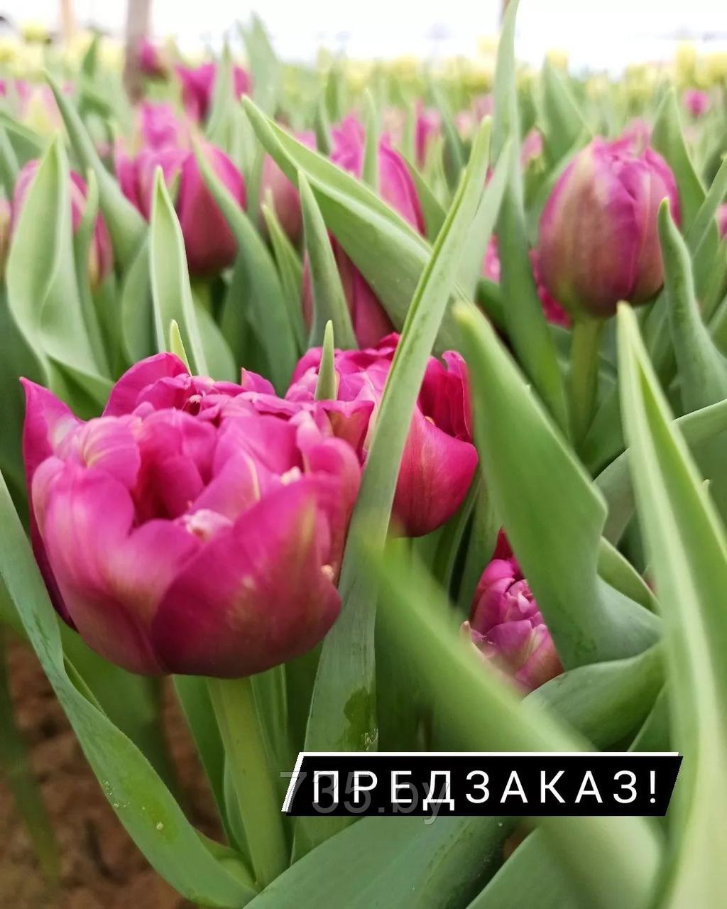 Живые тюльпаны - фото 2 - id-p173449903