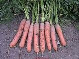 Морковь Йолана F1, 0,3 г, фото 2