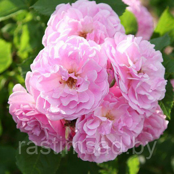 Роза плетистая Лавендер Лесси (Lavender Lassie)