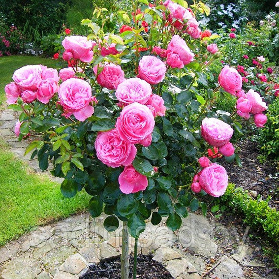Роза штамбовая Розариум Ютерсен (Rosarium Utersen) плетистая