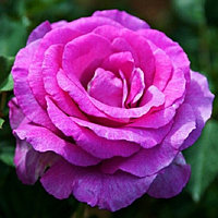 Роза Виолет Парфюм (Violette Parfumee)
