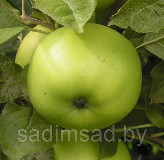 Яблоня зимняя Коштеля - фото 1 - id-p3904316
