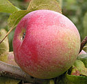 Яблоня зимняя Алеся, фото 2