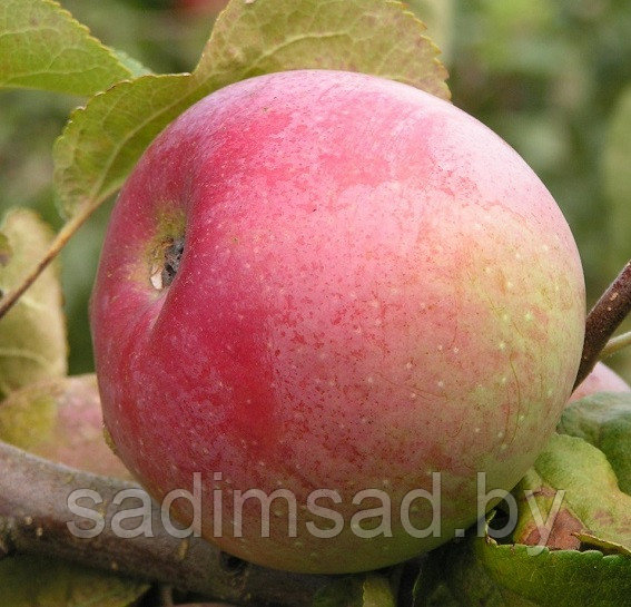 Яблоня зимняя Алеся - фото 2 - id-p3904360