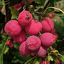 Яблоня Райское яблоко (Креб французский), фото 2
