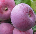 Яблоня Белорусское малиновое, фото 2