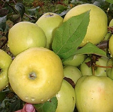 Яблоня Золотой ранет