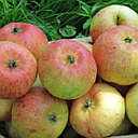 Яблоня летняя Коробовка (Косточка), фото 3