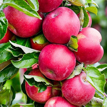 Саженец яблони Арбат (колоновидная) (в контейнере, 3-4 года)
