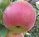 Яблоня Белорусское сладкое, фото 2